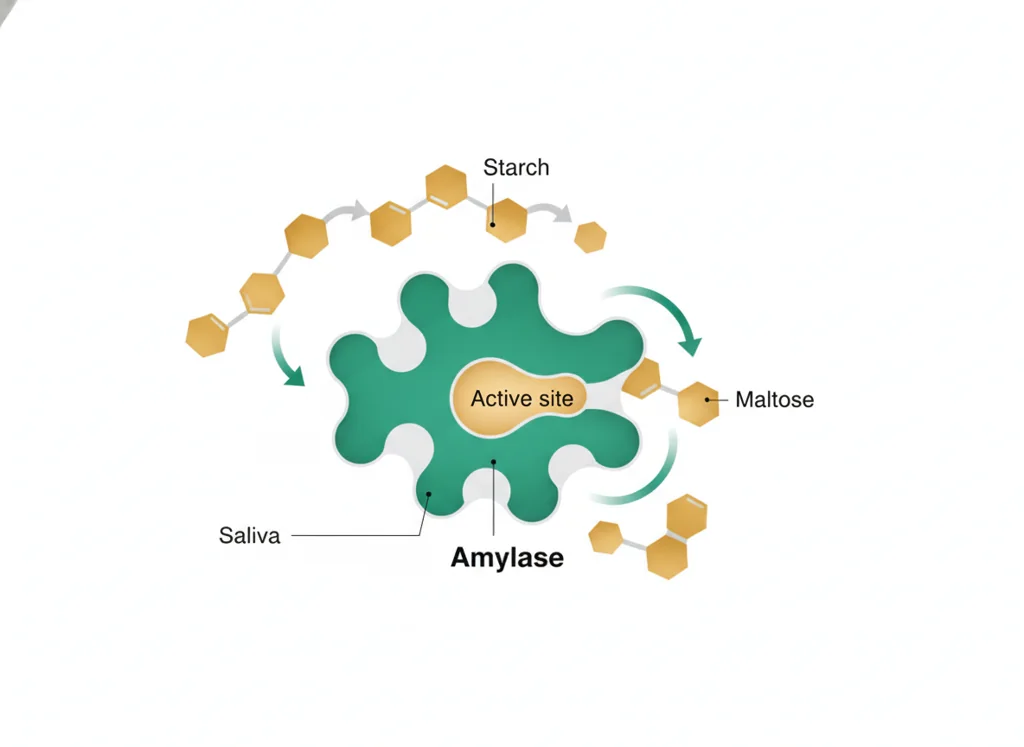 Labeled illustration: amylase