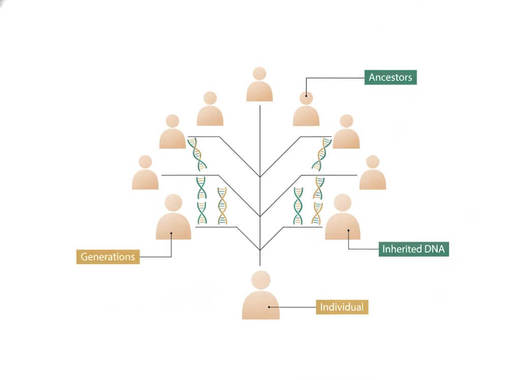 Labeled illustration: ancestry