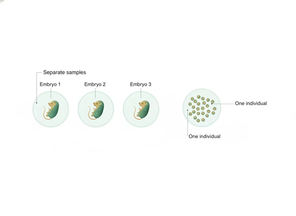 Labeled illustration: biological replicate