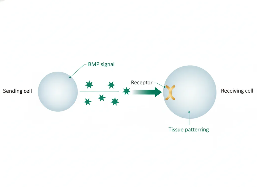 Labeled illustration: BMP