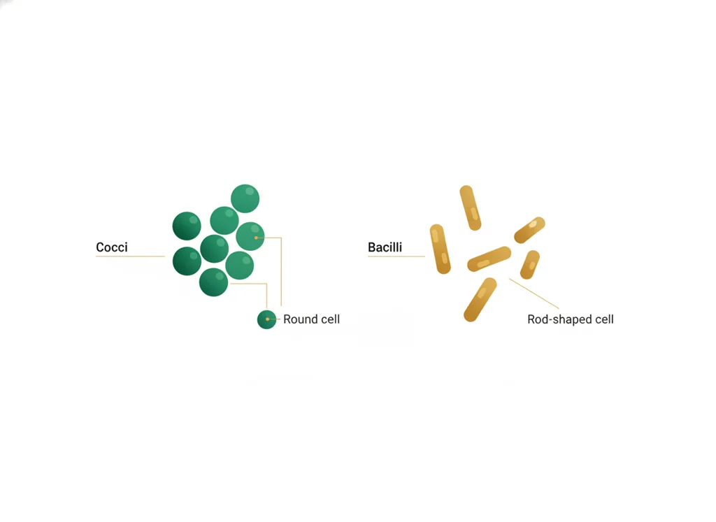 Labeled illustration: cocci and bacilli