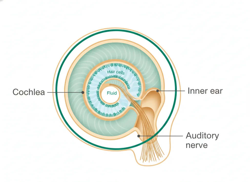 Labeled illustration: cochlea