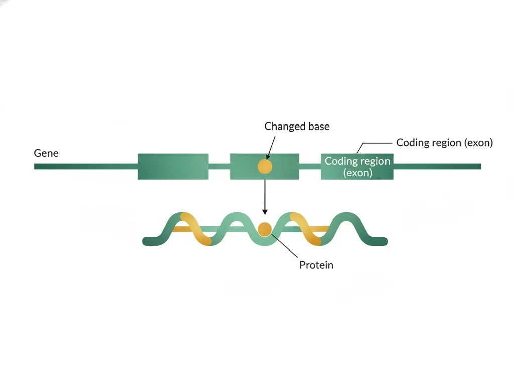 Labeled illustration: coding variant