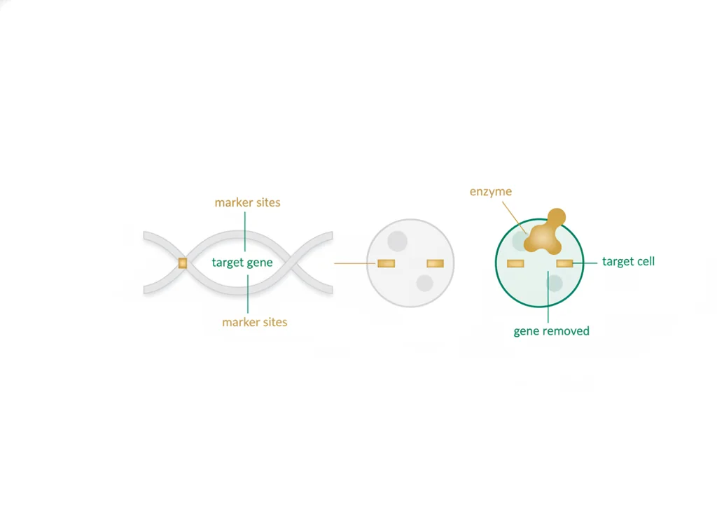 Labeled illustration: conditional knockout