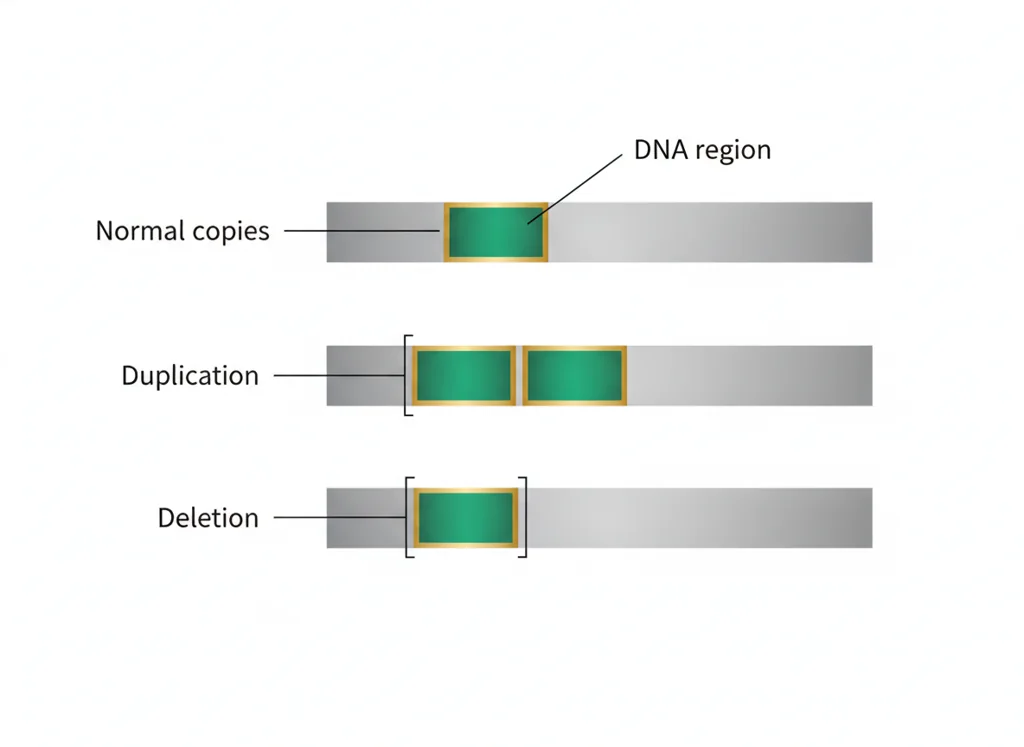 Labeled illustration: copy-number variant