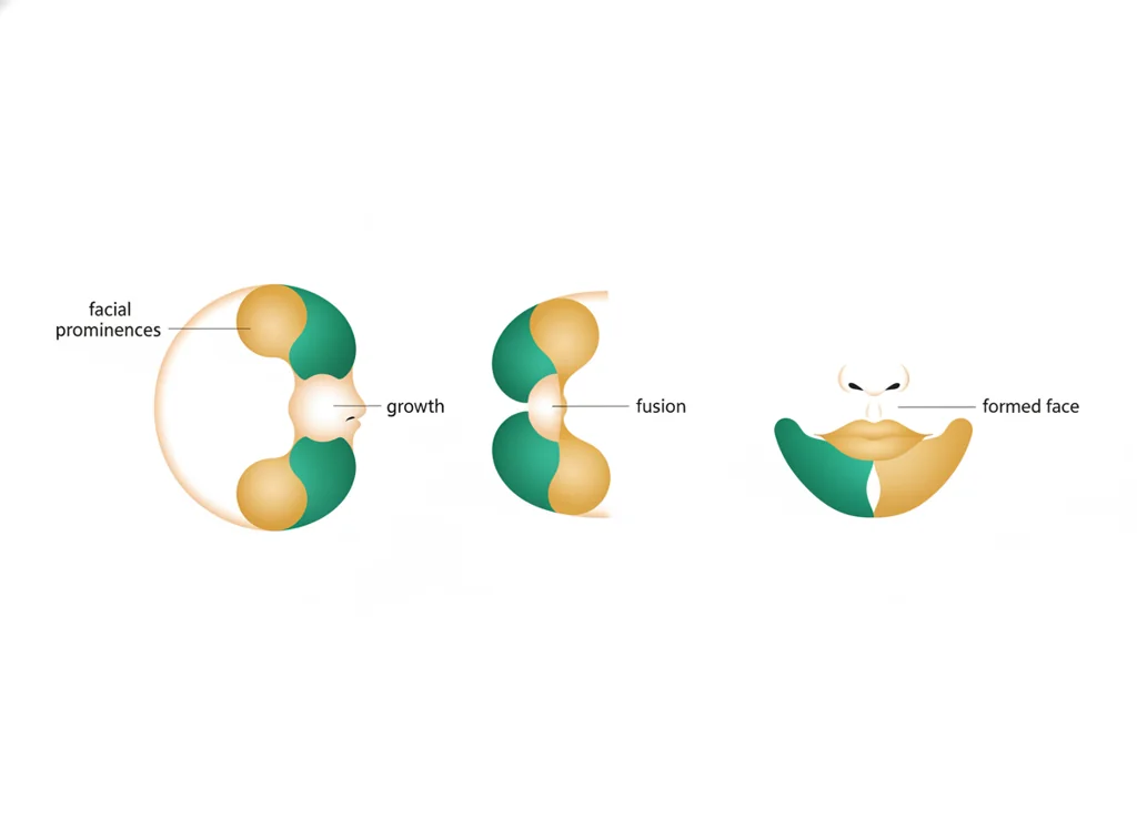 Labeled illustration: craniofacial development