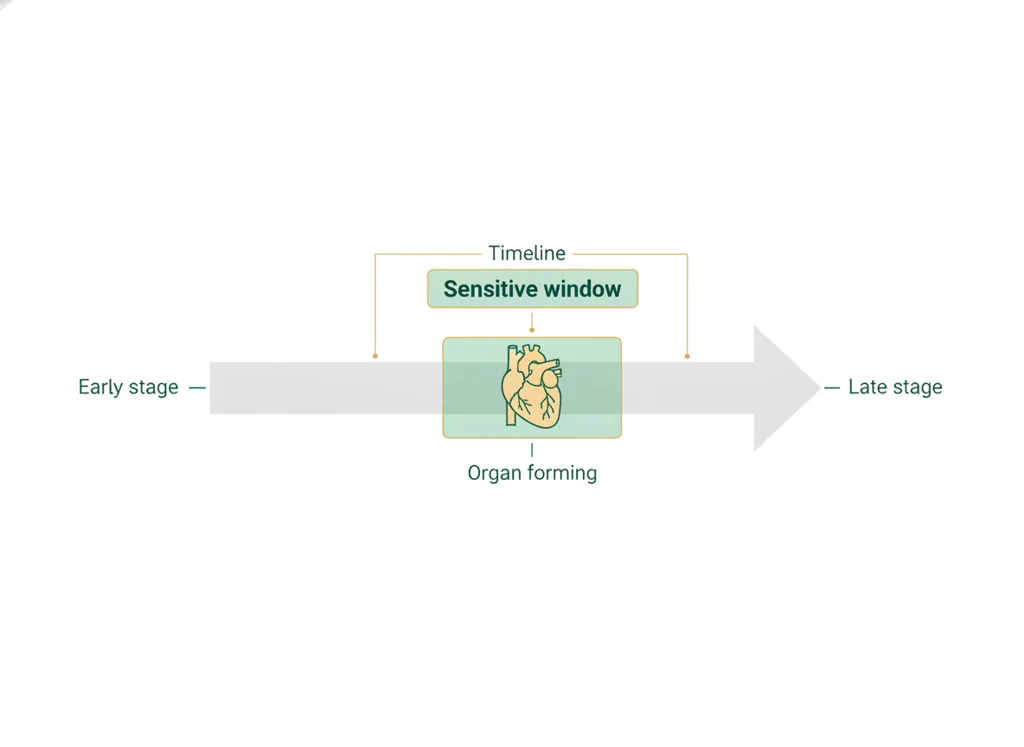 Labeled illustration: developmental window