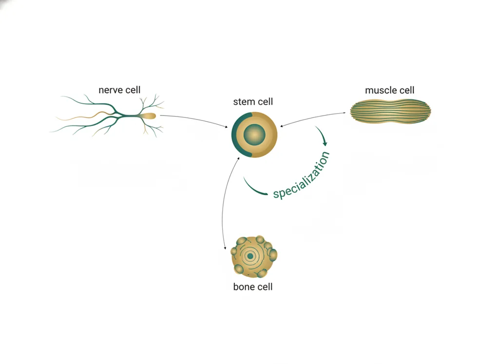 Labeled illustration: differentiation