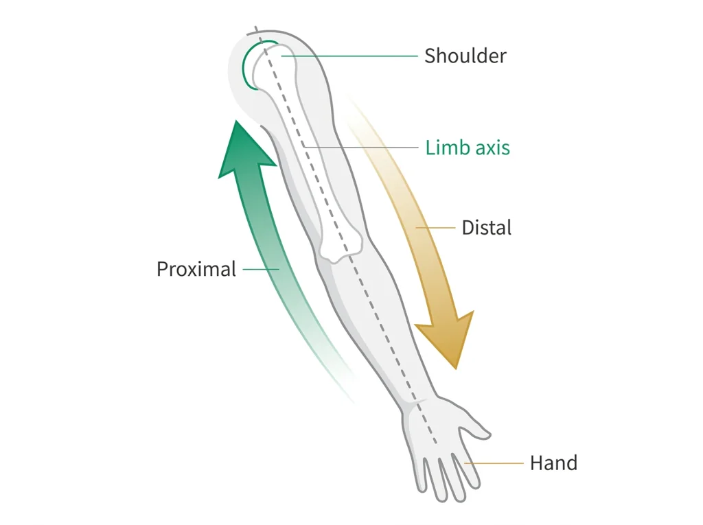 Labeled illustration: distal