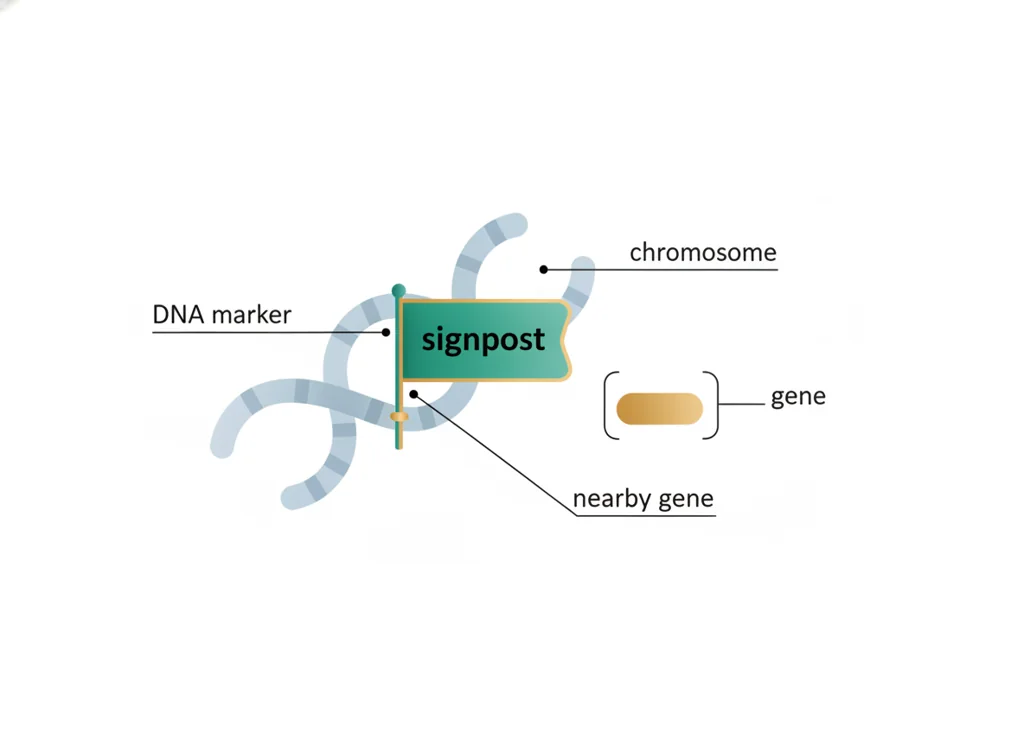 Labeled illustration: DNA marker