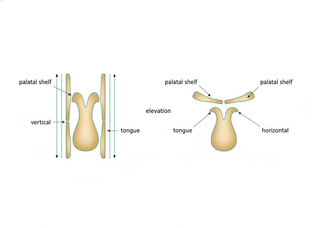 Labeled illustration: elevation