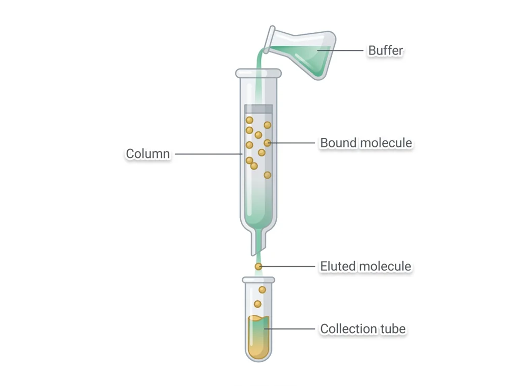 Labeled illustration: elution