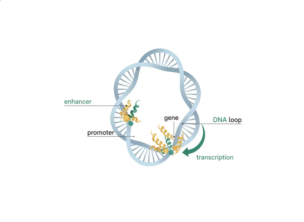 Labeled illustration: enhancer