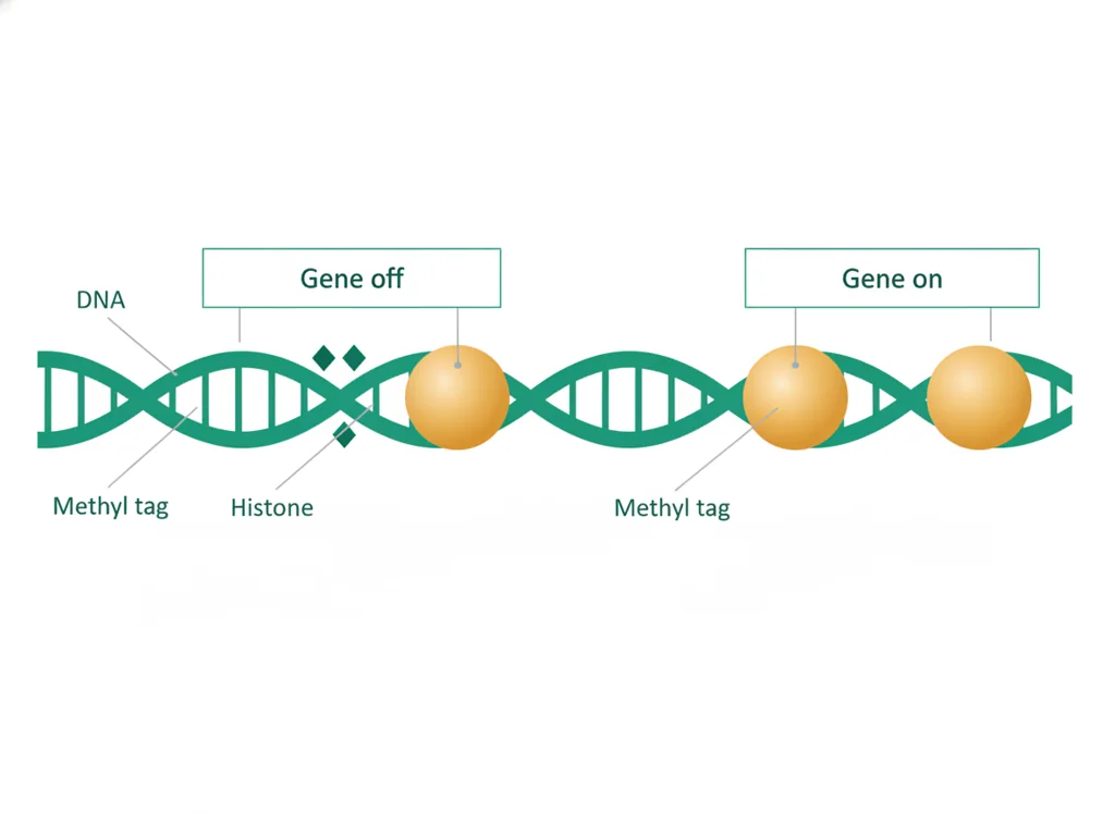 Labeled illustration: epigenetics
