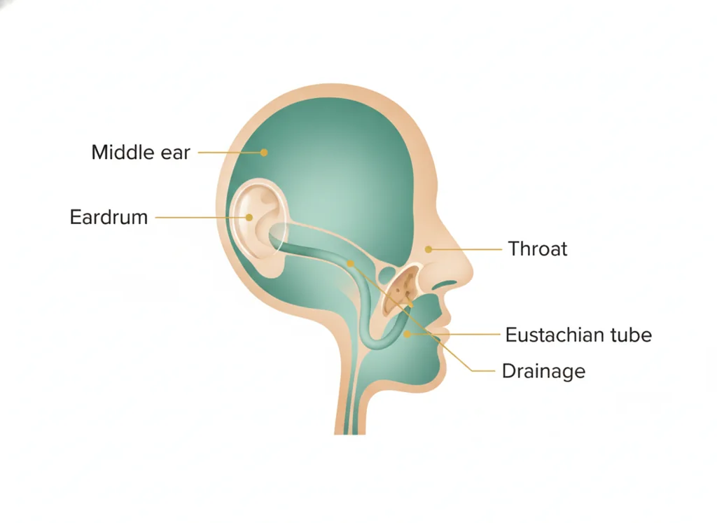 Labeled illustration: eustachian-tube
