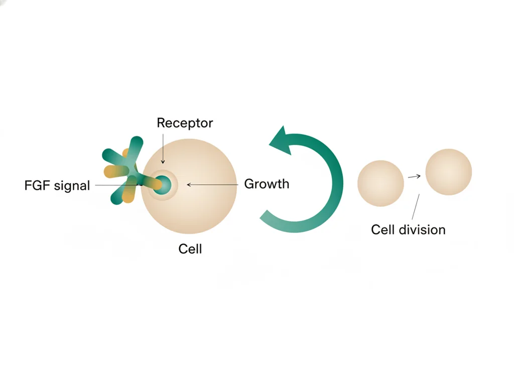 Labeled illustration: FGF
