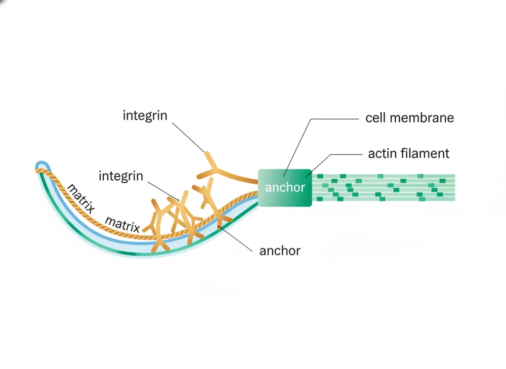 Labeled illustration: focal adhesion