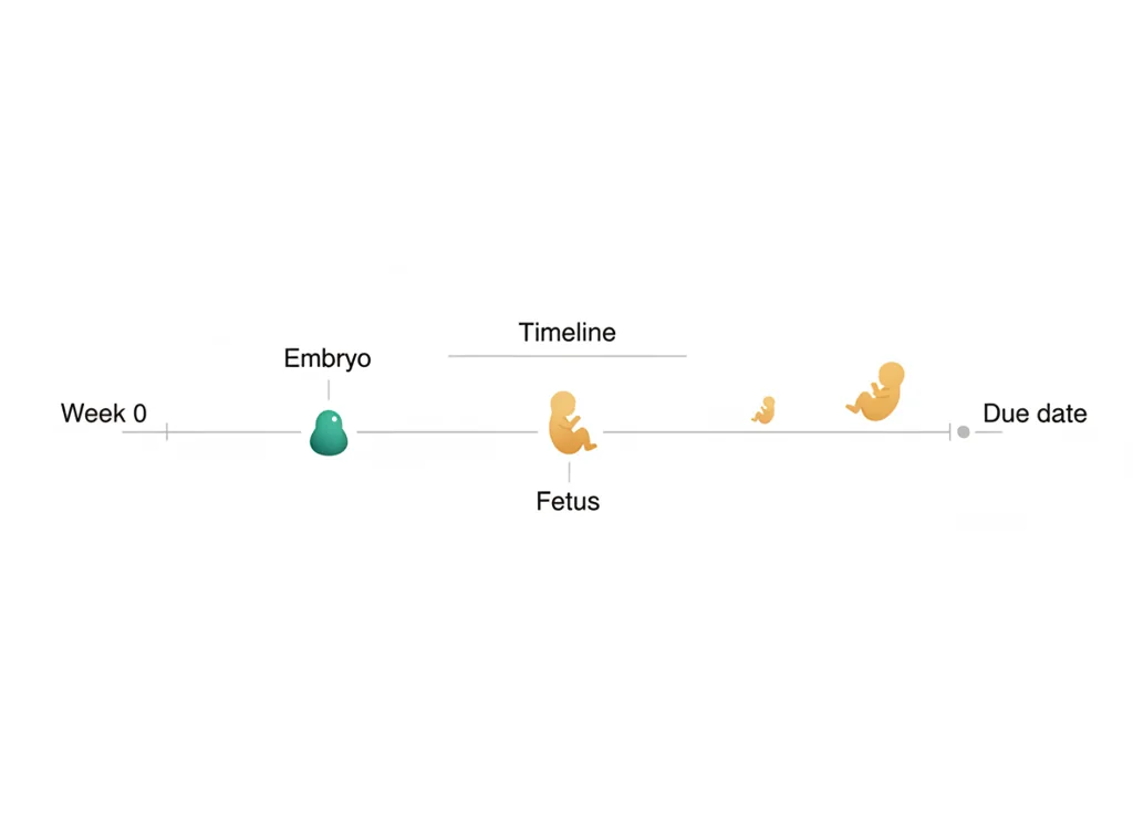 Labeled illustration: gestational week