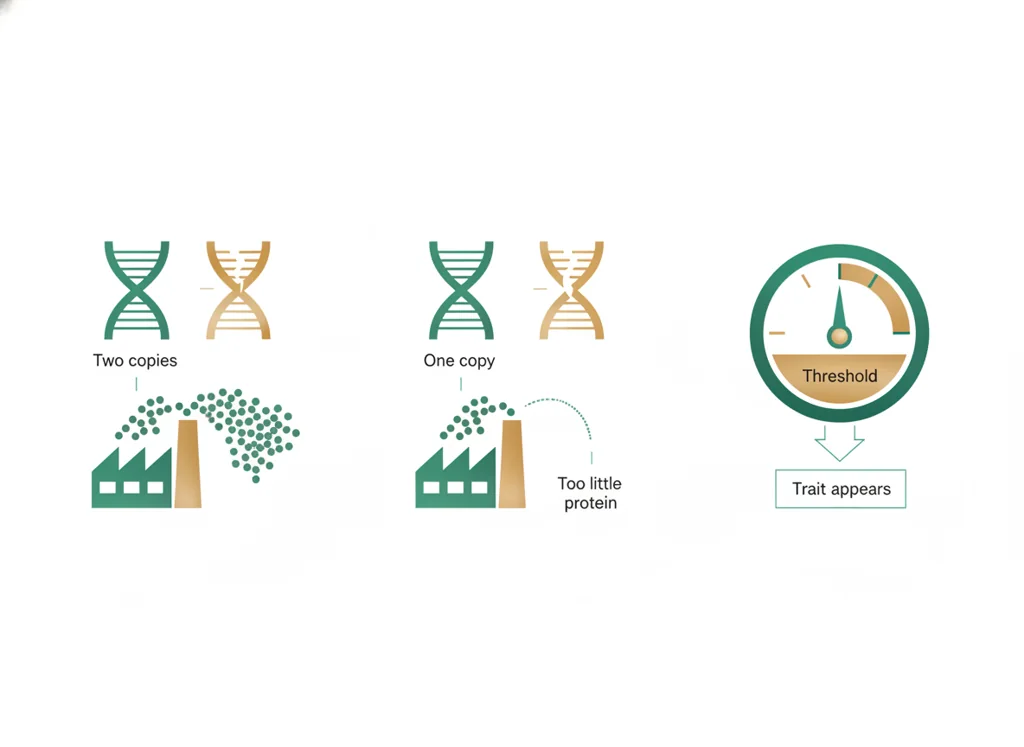 Labeled illustration: haploinsufficiency