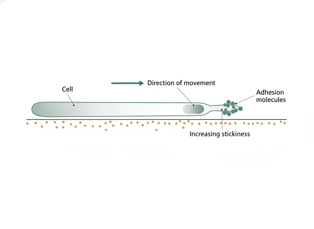 Labeled illustration: haptotaxis