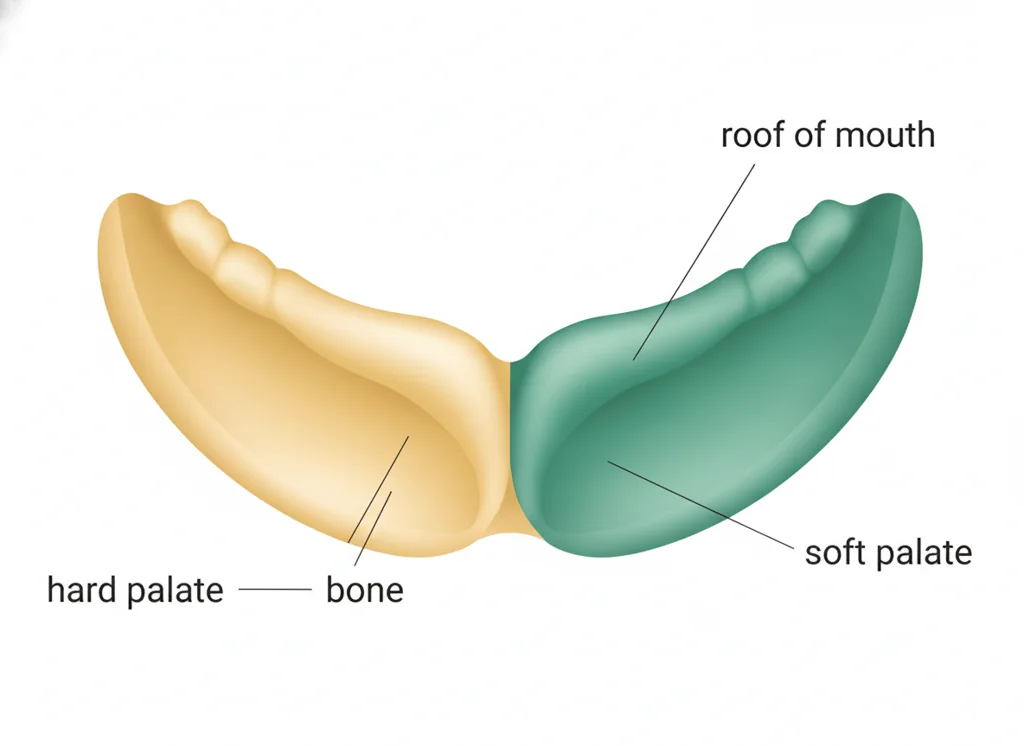 Labeled illustration: hard palate