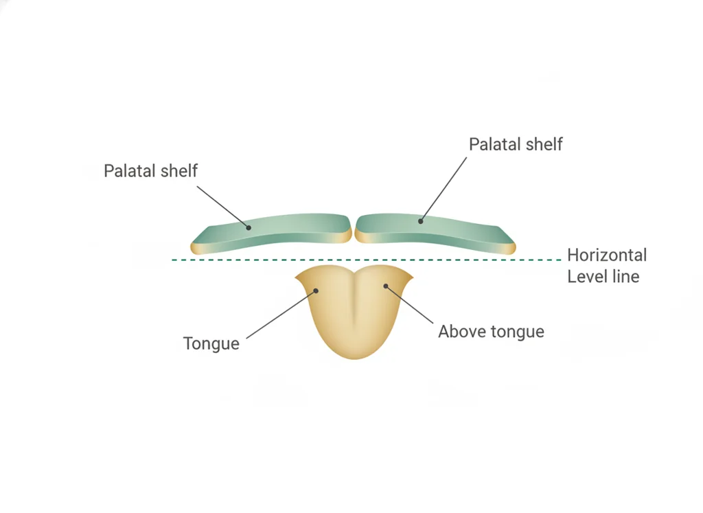 Labeled illustration: horizontal