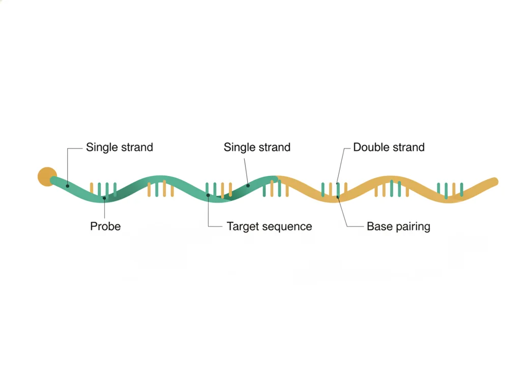 Labeled illustration: hybridization