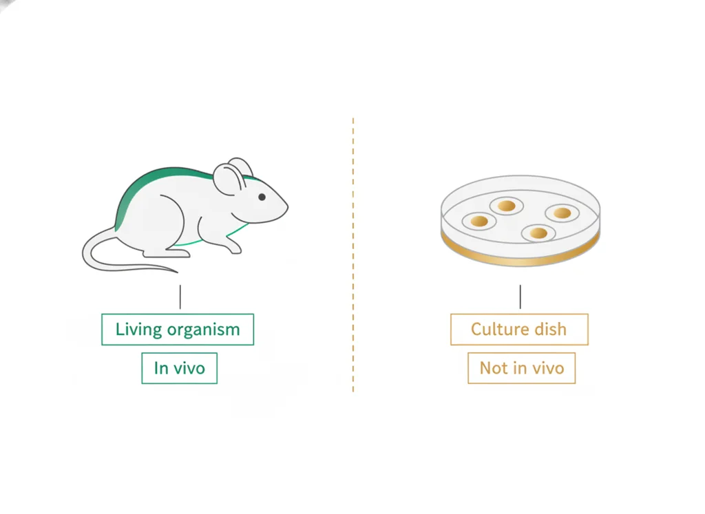 Labeled illustration: in-vivo