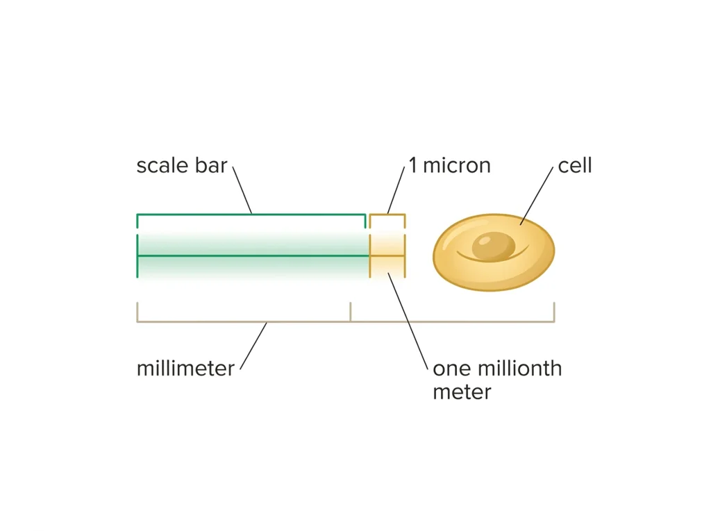 Labeled illustration: µm (micron)