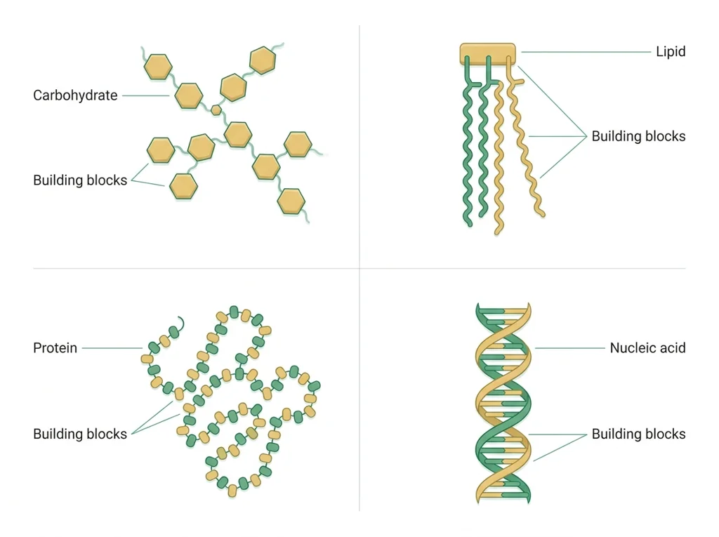 Labeled illustration: macromolecule