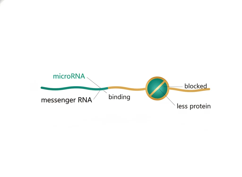 Labeled illustration: microRNA