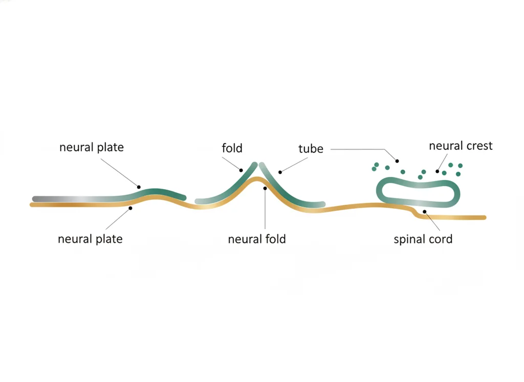 Labeled illustration: neural tube
