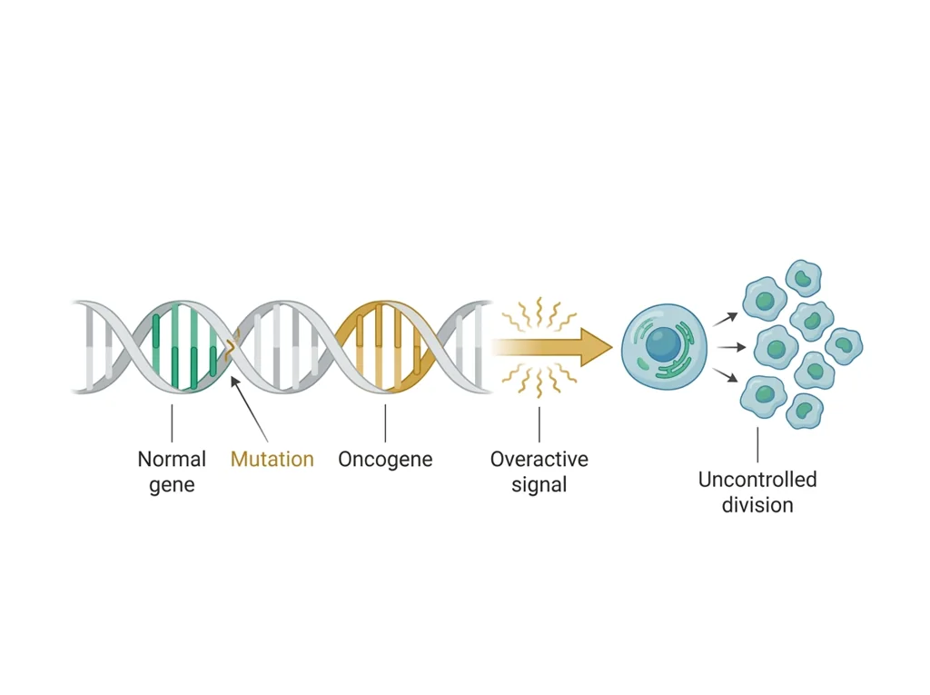 Labeled illustration: oncogene