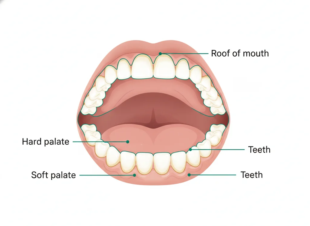 Labeled illustration: palate