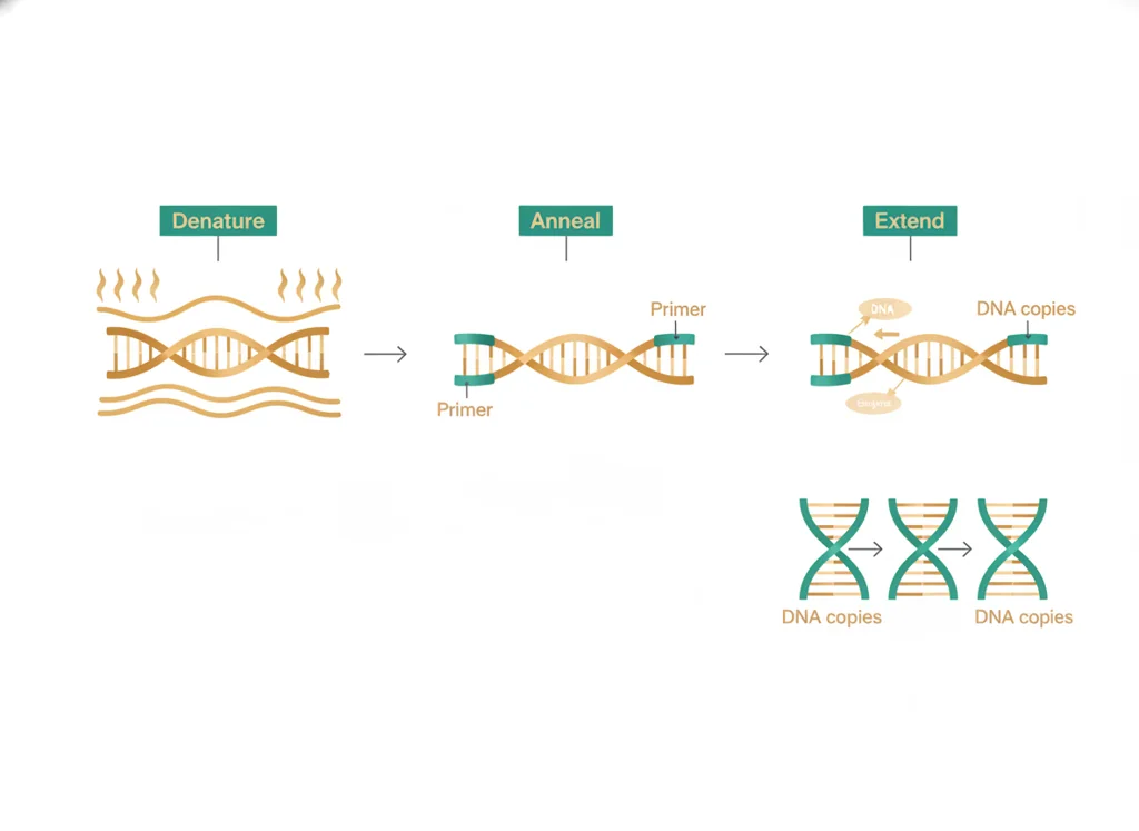Labeled illustration: PCR