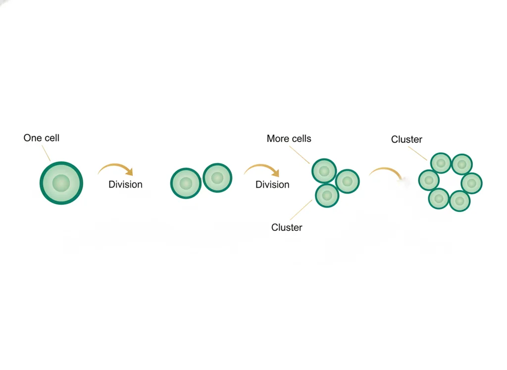 Labeled illustration: proliferation