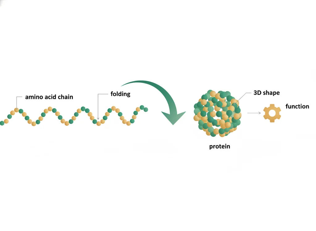 Labeled illustration: protein folding