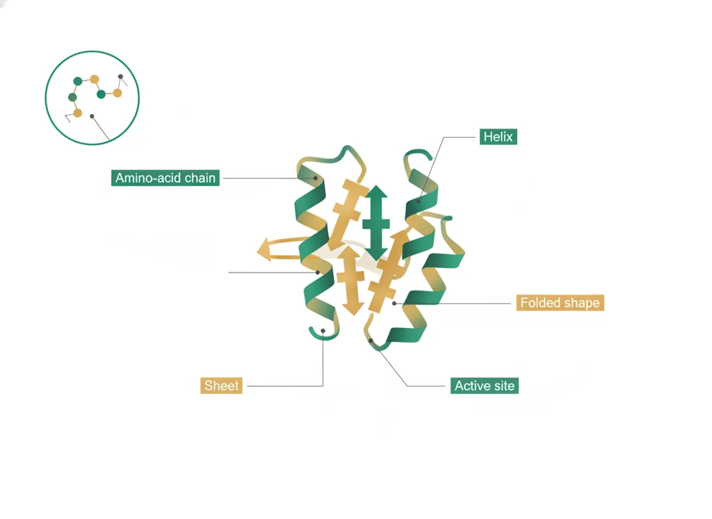 Labeled illustration: protein-structure