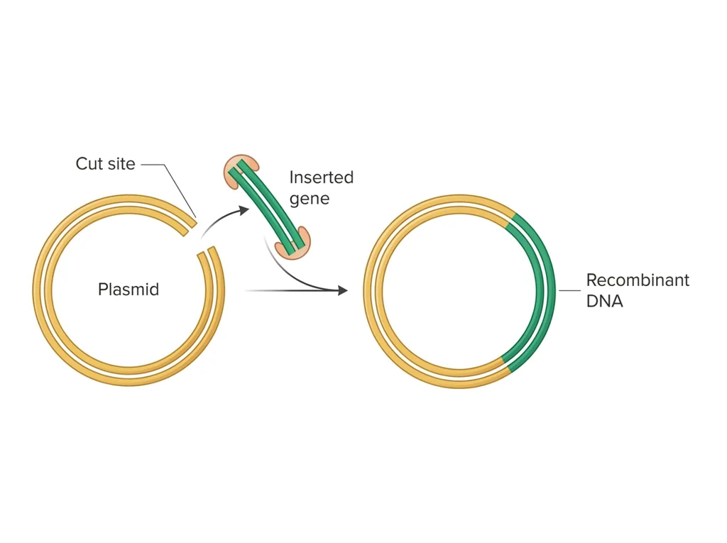 Labeled illustration: recombinant DNA