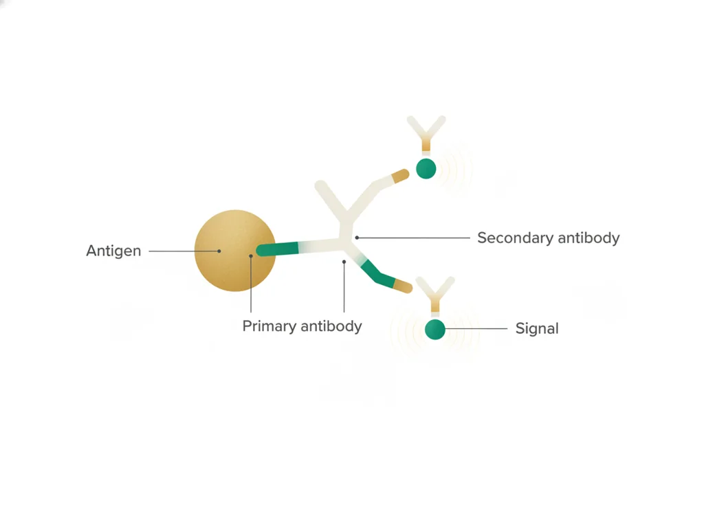 Labeled illustration: secondary antibody
