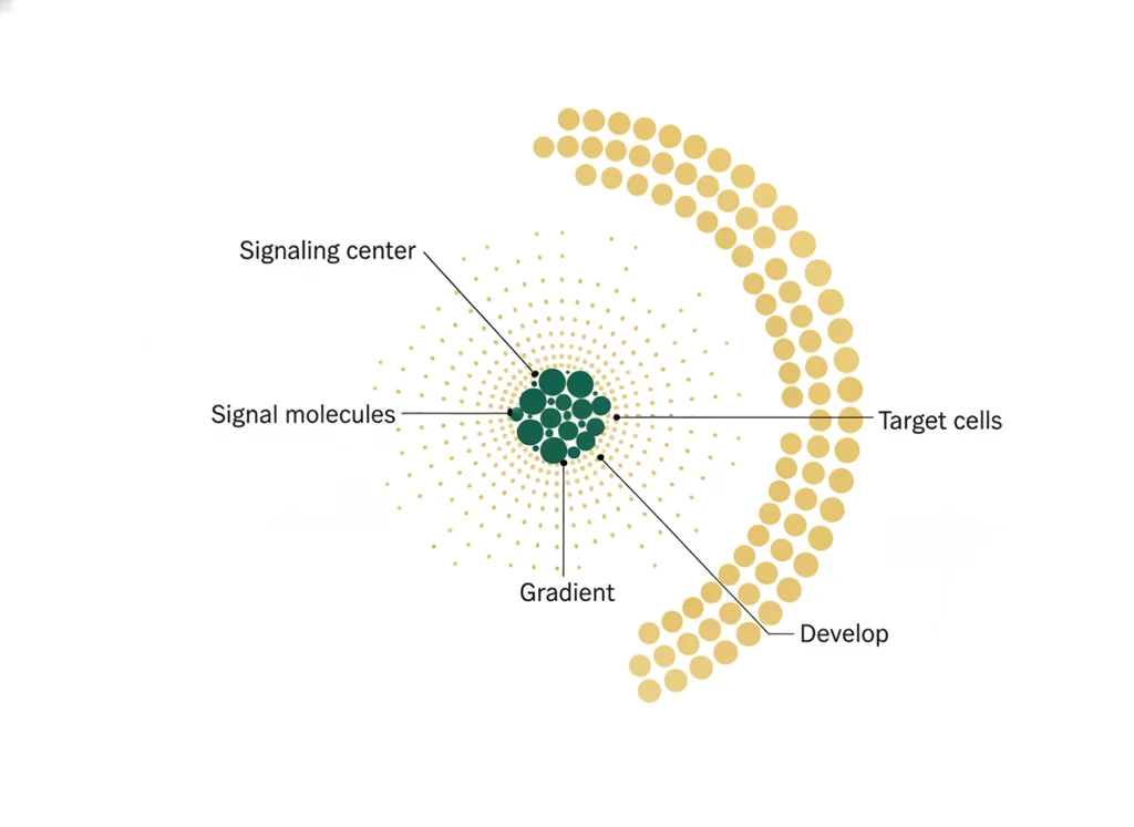 Labeled illustration: signaling center