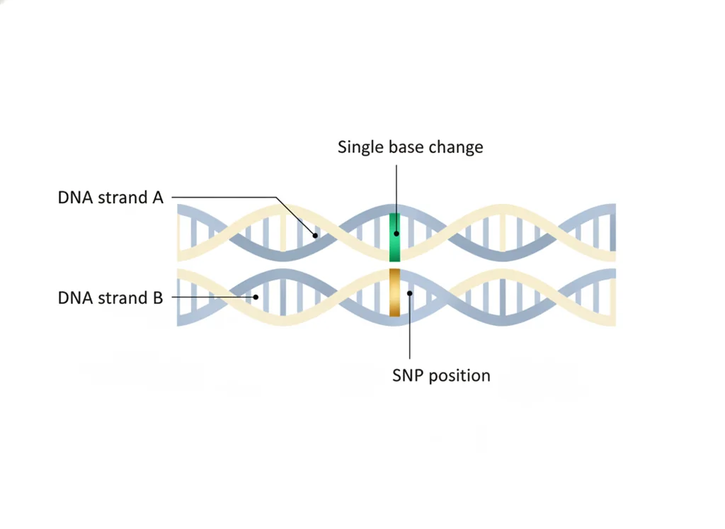 Labeled illustration: SNP