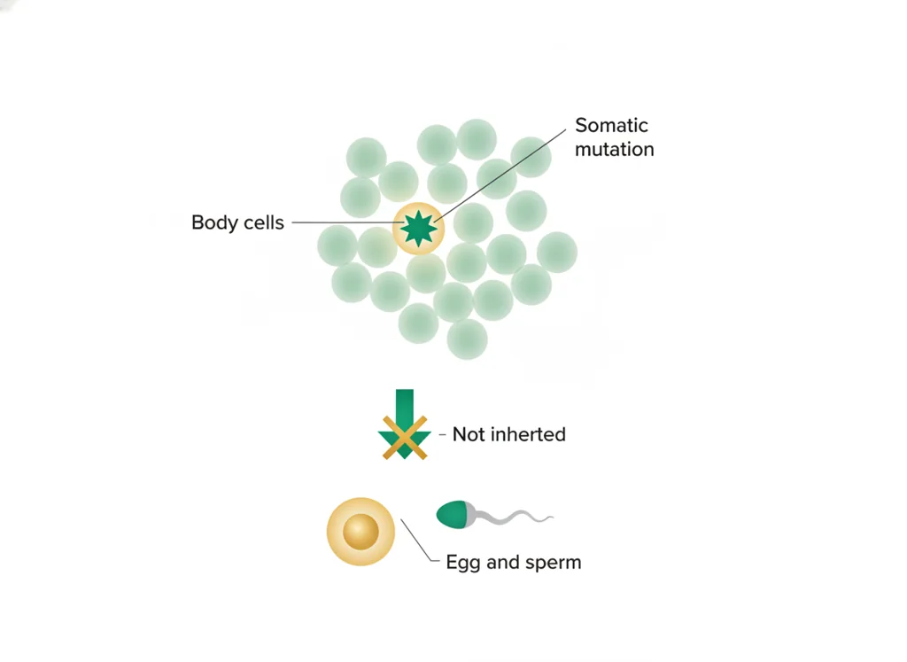 Labeled illustration: somatic