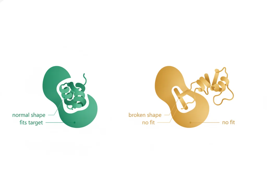Labeled illustration: structure-function