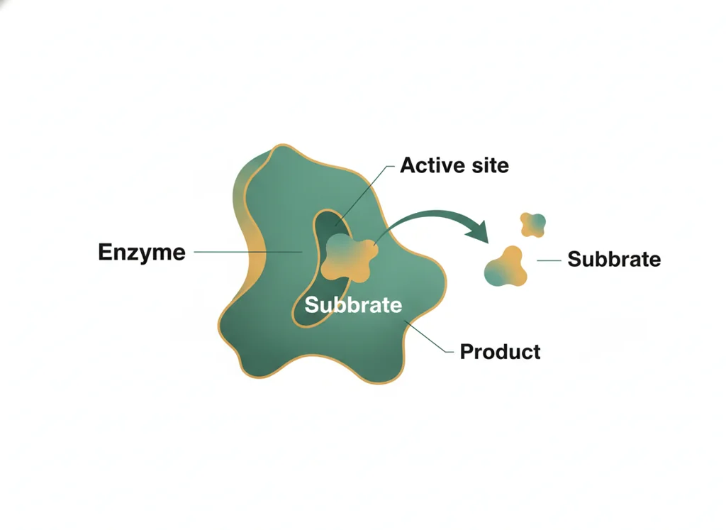 Labeled illustration: substrate