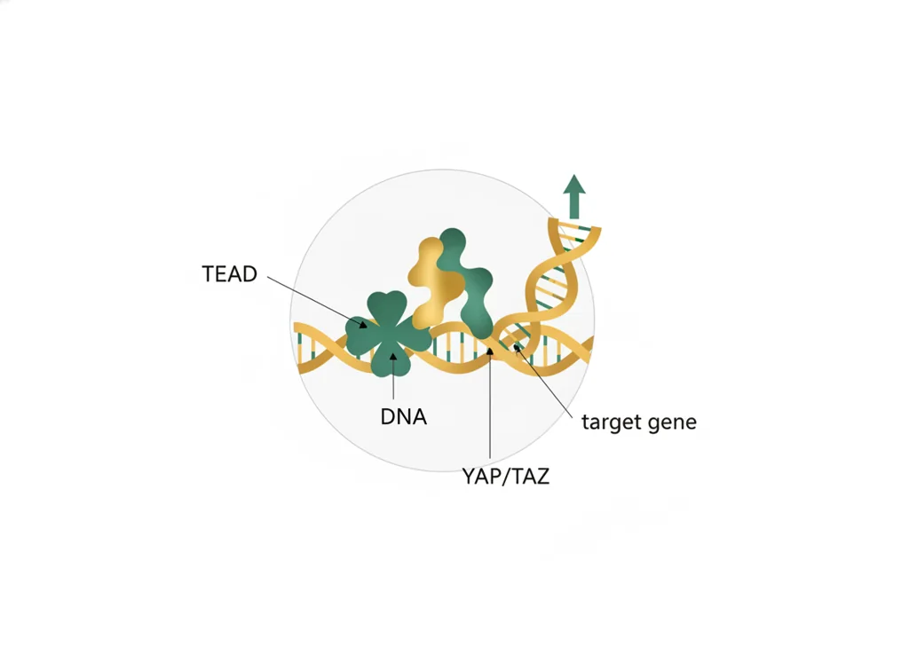 Labeled illustration: TEAD