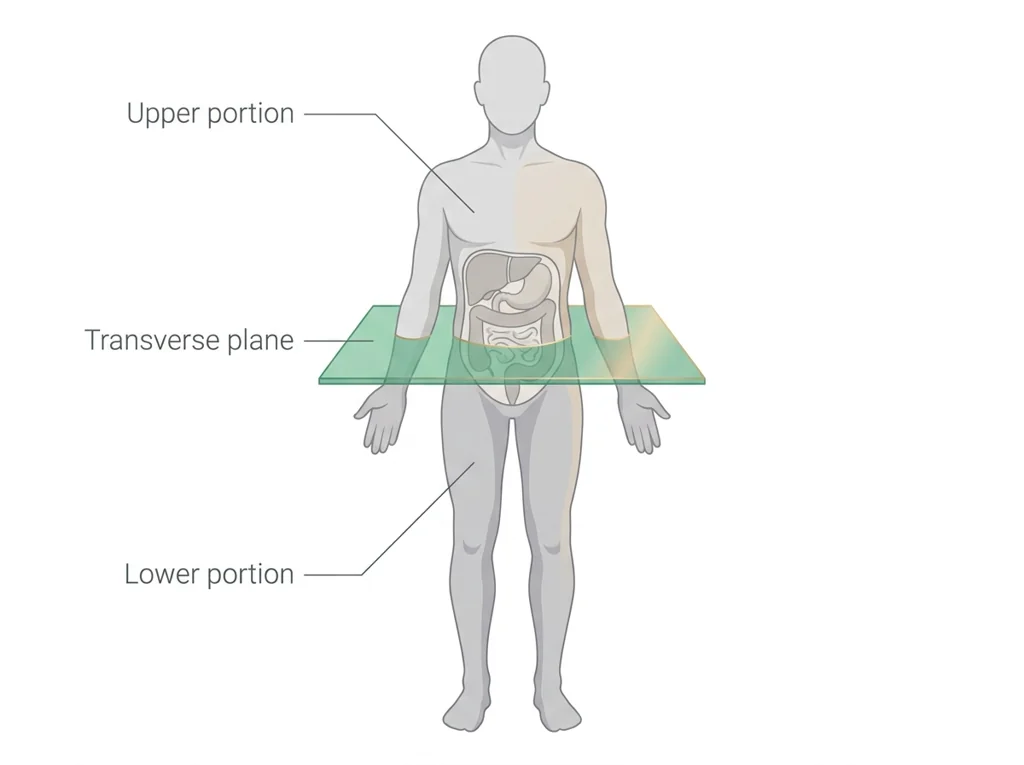 Labeled illustration: transverse