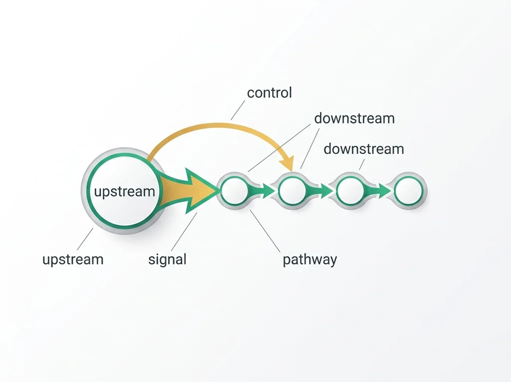 Labeled illustration: upstream