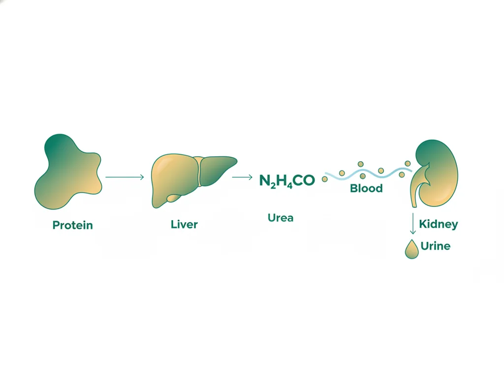 Labeled illustration: urea