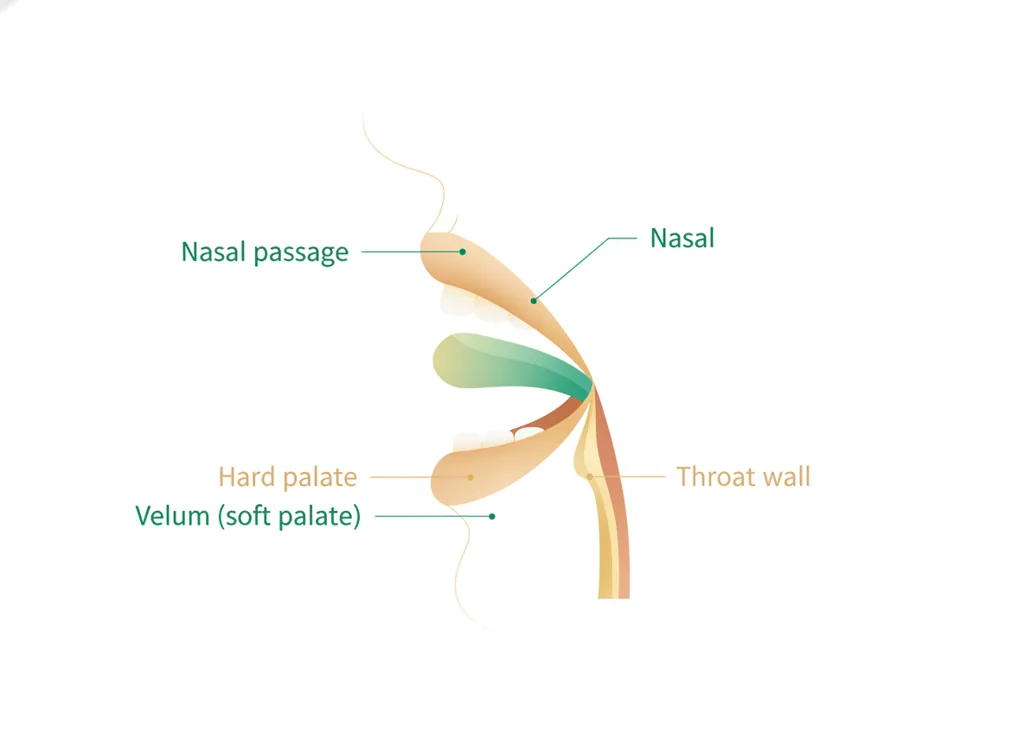 Labeled illustration: velum